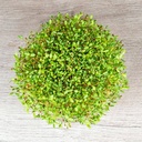 De Bolster Alfalfa kiemgroente