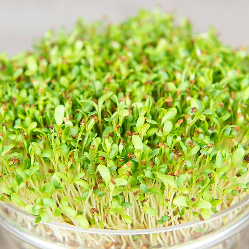 De Bolster Alfalfa kiemgroente