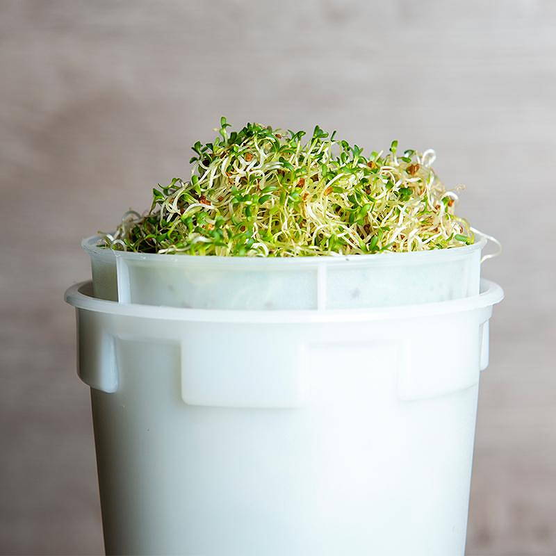 De Bolster Alfalfa kiemgroente