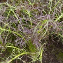 De Bolster Bladmosterd 'Purple Frills'