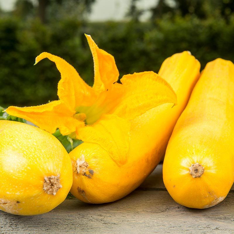 De Bolster Courgette 'Ola Gabriella F1'