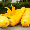 De Bolster Courgette 'Ola Gabriella F1'