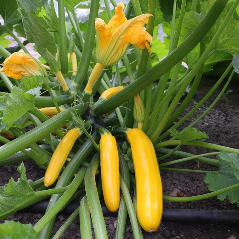 De Bolster Courgette 'Ola Gabriella F1'