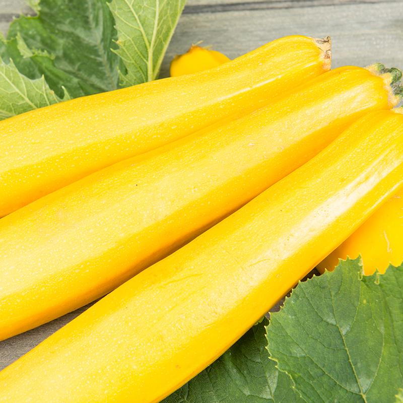 De Bolster Courgette 'Ola Gabriella F1'