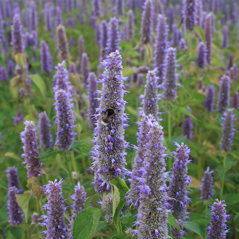 De Bolster Dropplant