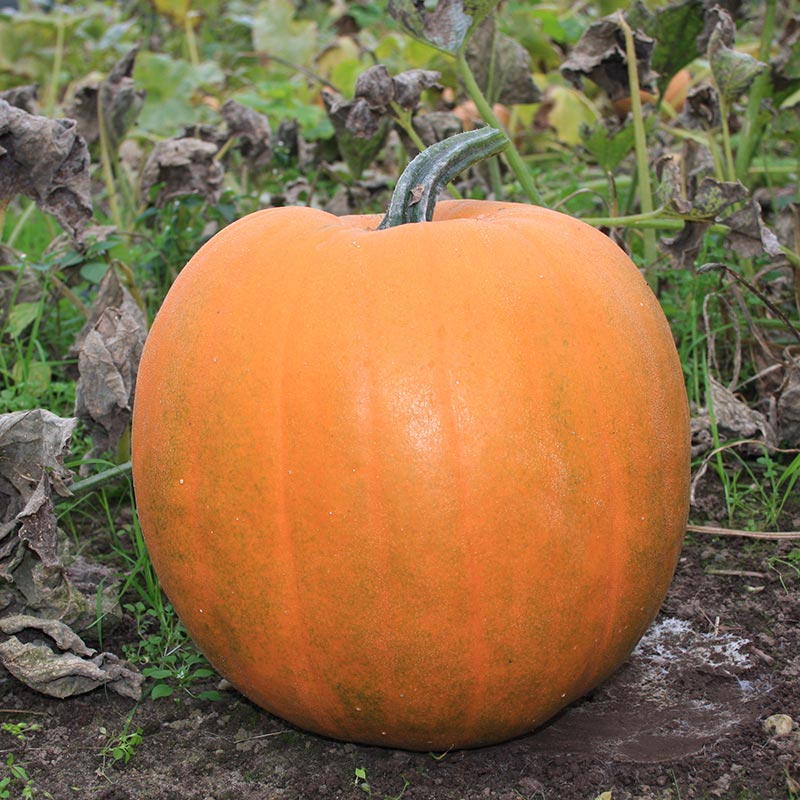 De Bolster Halloweenpompoen 'Jack O’Lantern'