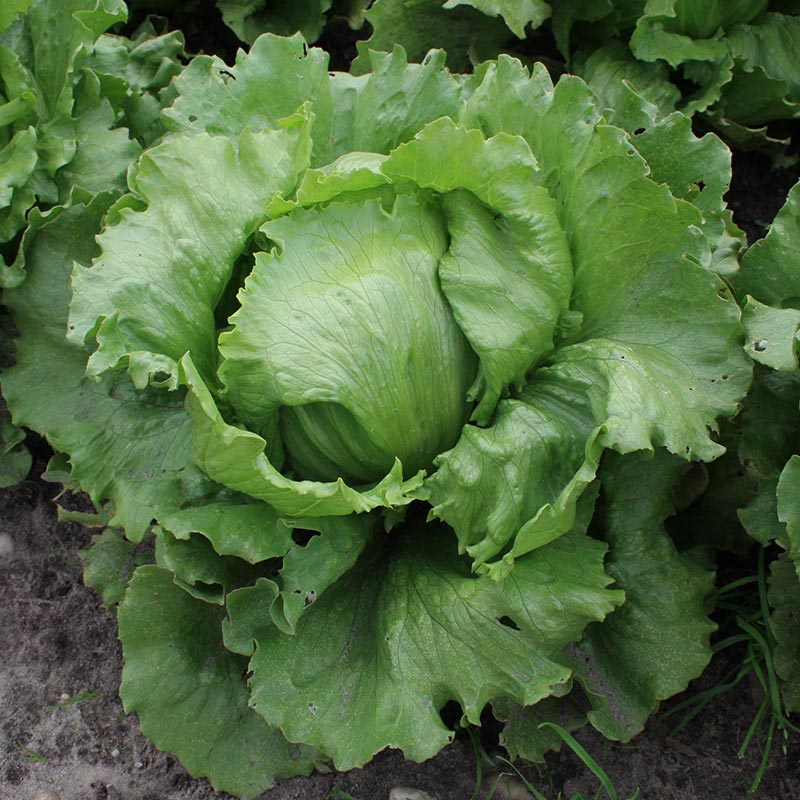 De Bolster IJsbergsla 'Saladin'
