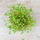 De Bolster Kiemgroenten Broccolikers