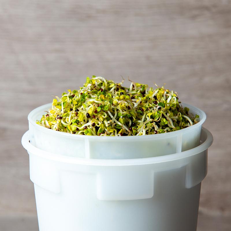 De Bolster Kiemgroenten Broccolikers