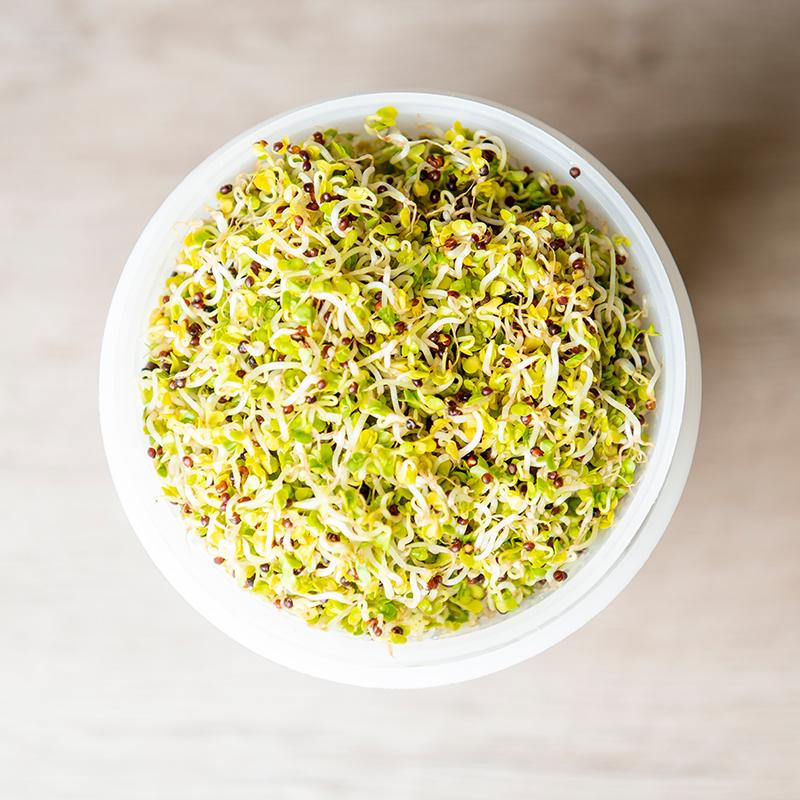 De Bolster Kiemgroenten Broccolikers