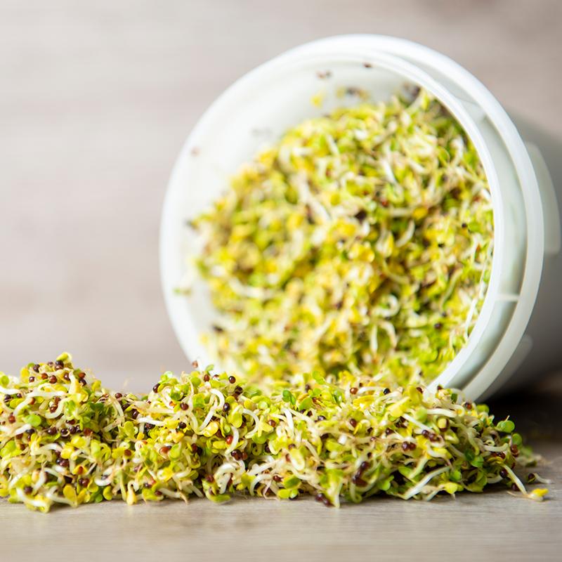 De Bolster Kiemgroenten Broccolikers
