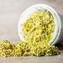 De Bolster Kiemgroenten Broccolikers