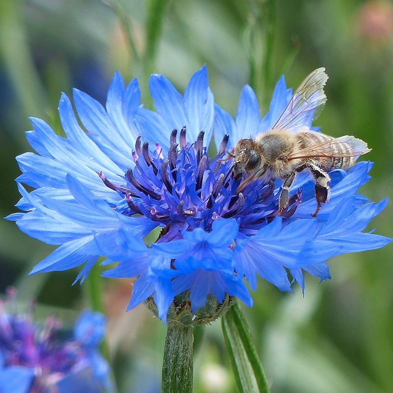 De Bolster Korenbloem - Centaurea cyanus