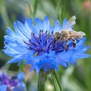 De Bolster Korenbloem - Centaurea cyanus