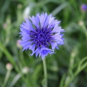 De Bolster Korenbloem - Centaurea cyanus