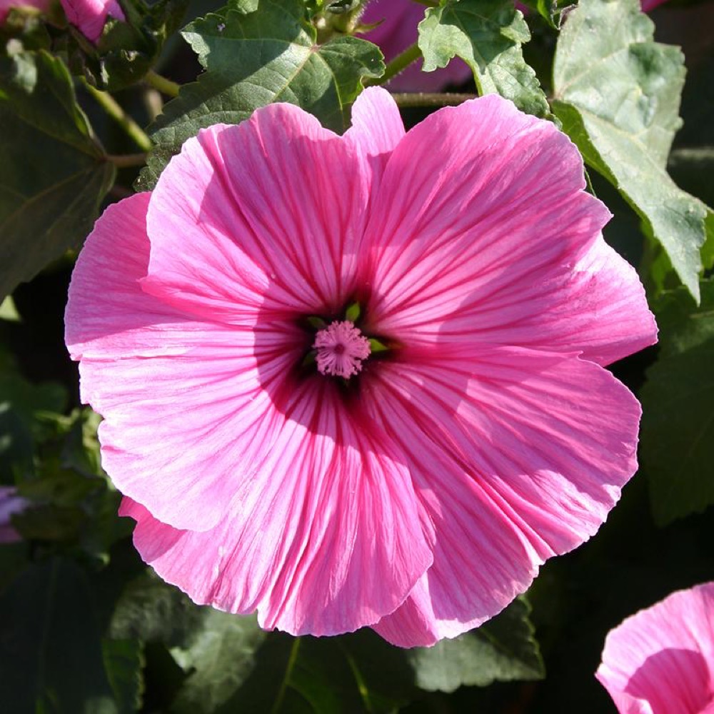 De Bolster Lavatera, grootbloemig