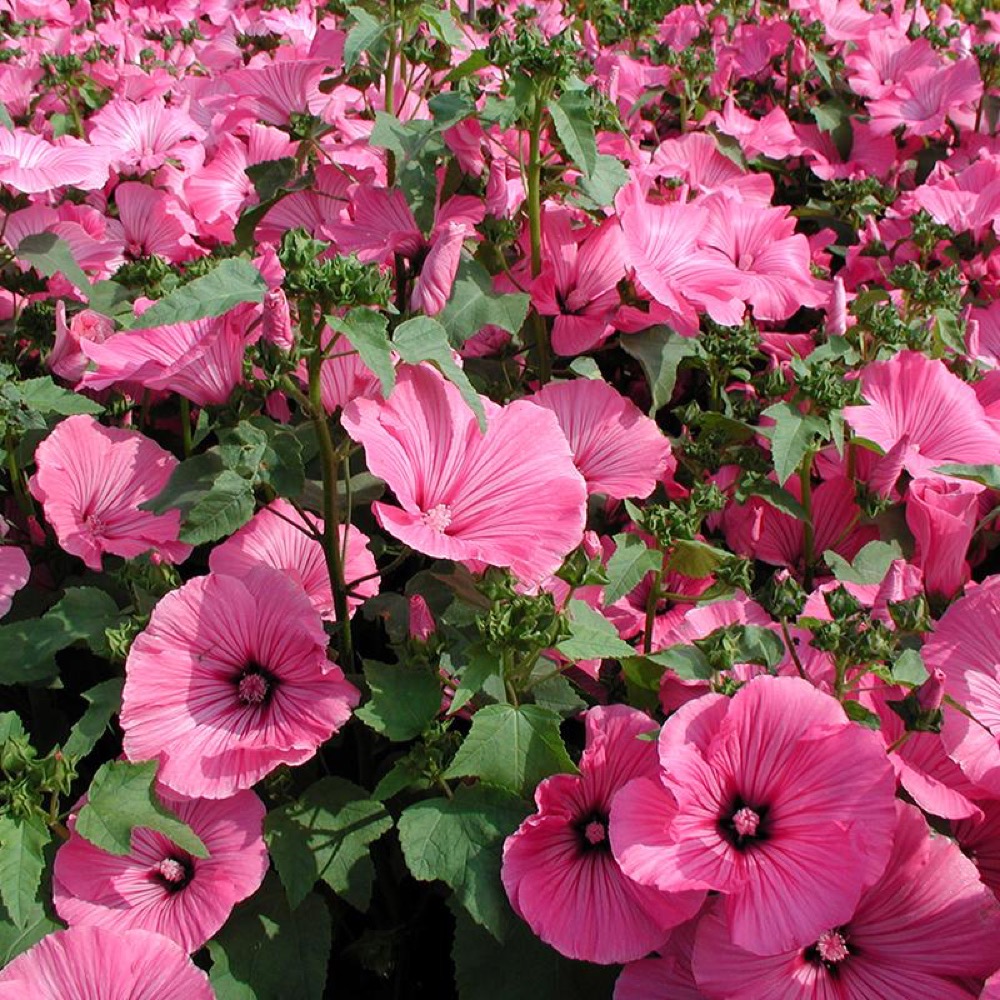 De Bolster Lavatera, grootbloemig