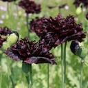 De Bolster Papaver 'Black Paeony'