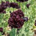 De Bolster Papaver 'Black Paeony'