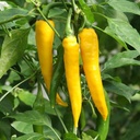 De Bolster Peper 'Koh Chang'