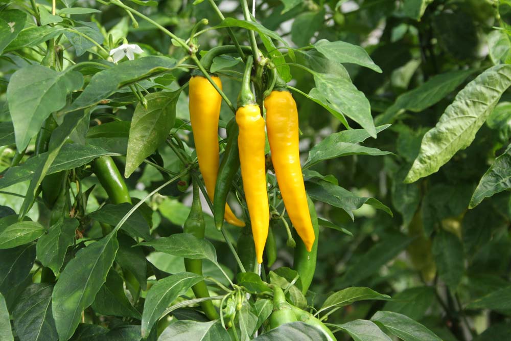 De Bolster Peper 'Koh Chang'