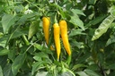 De Bolster Peper 'Koh Chang'