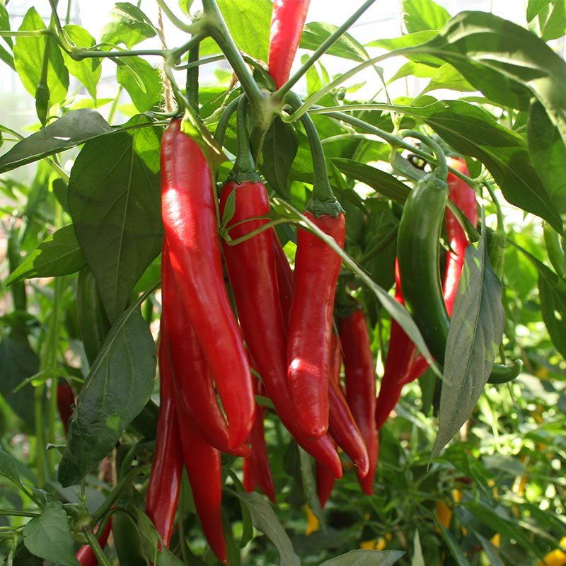 De Bolster Peper Koh Samui F1