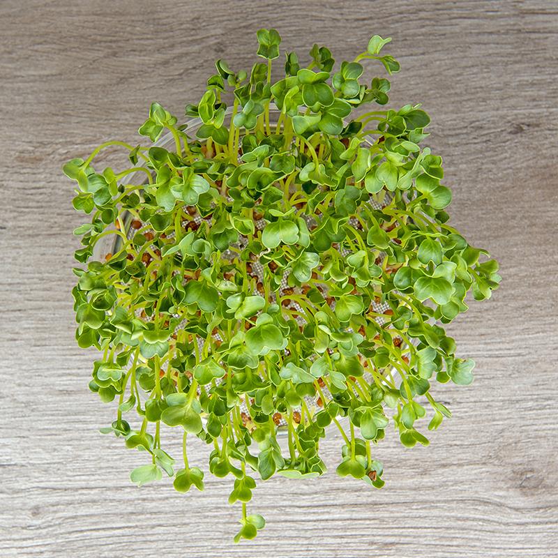 De Bolster Radijskers Daikon