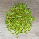 De Bolster Radijskers Daikon