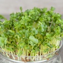 De Bolster Radijskers Daikon