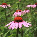 De Bolster Rode zonnehoed/Echinacea