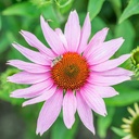 De Bolster Rode zonnehoed/Echinacea