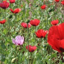 De Bolster Slaapbol, rood