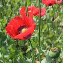 De Bolster Slaapbol, rood