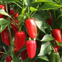 De Bolster Snackpaprika 'Arwen'