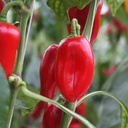 De Bolster Snackpaprika 'Arwen'