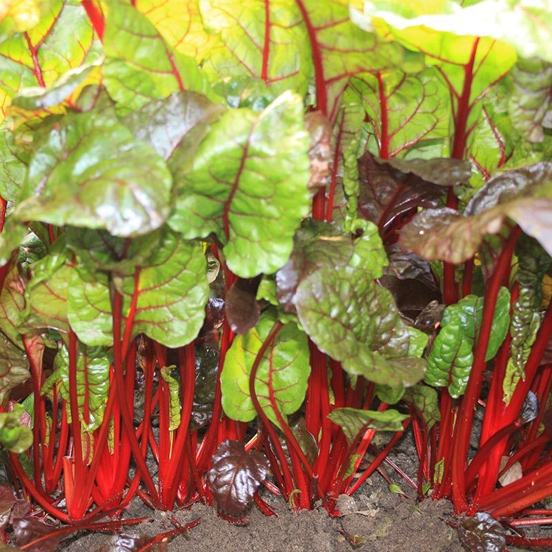 De Bolster Snijbiet 'Rhubarb Chard'
