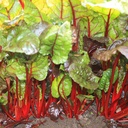 De Bolster Snijbiet 'Rhubarb Chard'