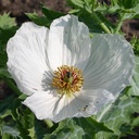 De Bolster Stekelpapaver