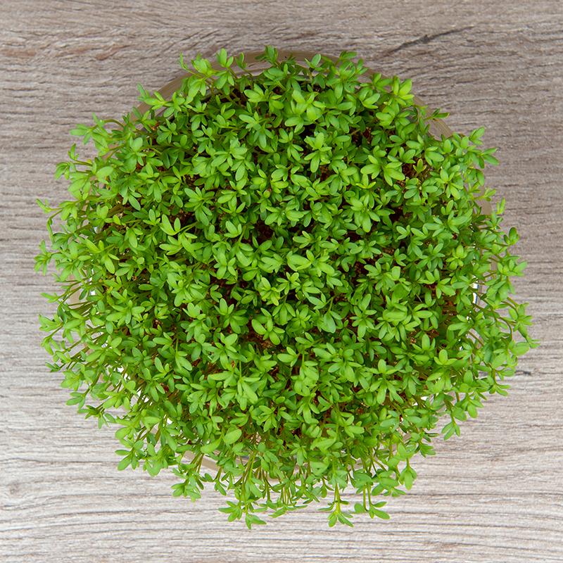 De Bolster Tuinkers Kiemgroente