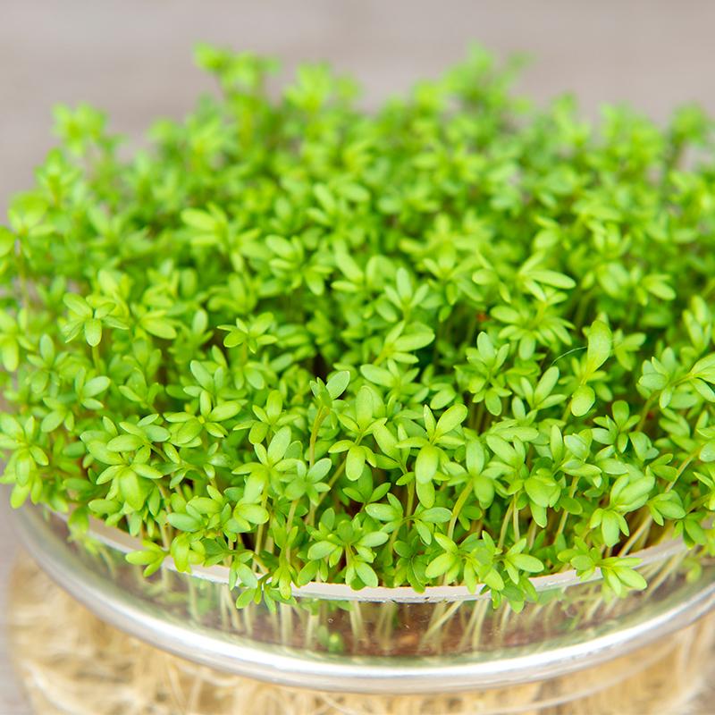 De Bolster Tuinkers Kiemgroente