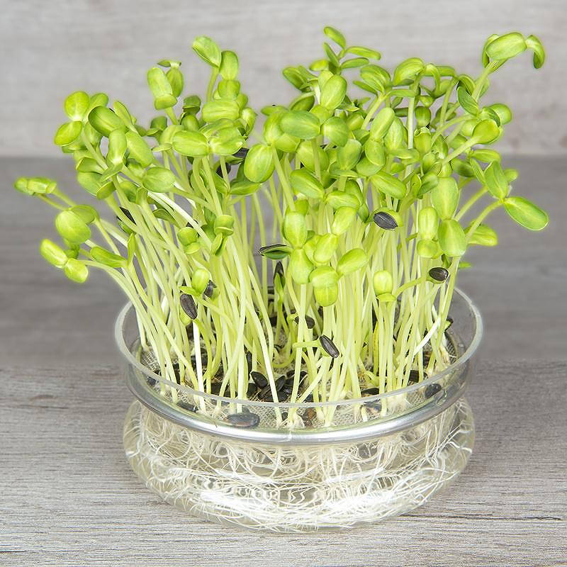 De Bolster Zonnebloem kiemgroente