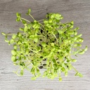 De Bolster Zonnebloem kiemgroente