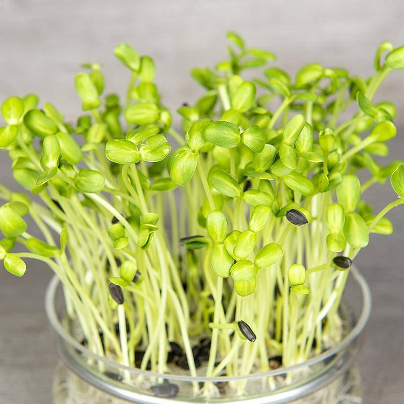 De Bolster Zonnebloem kiemgroente