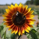De Bolster Zonnebloem, middel,rood