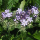 De Bolster Phacelia - Groenbemester