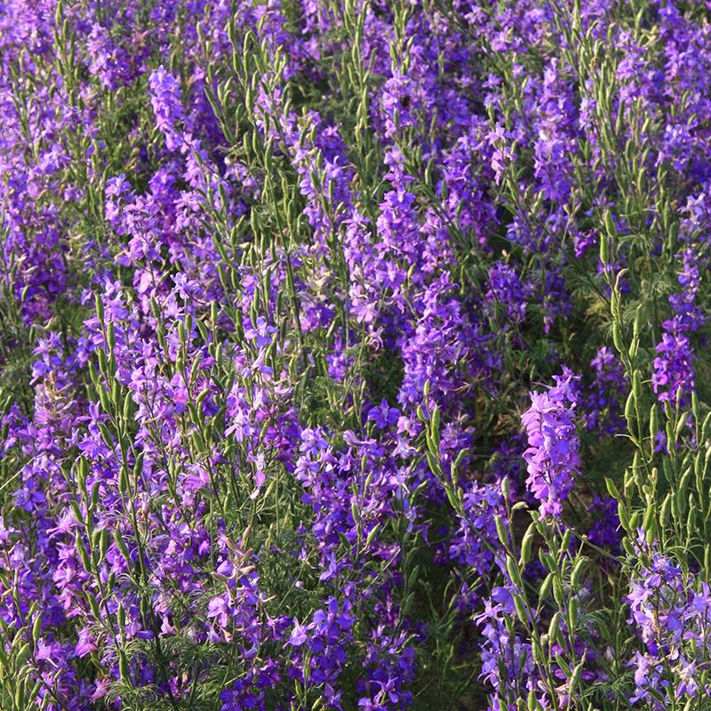 De Bolster Tuinridderspoor