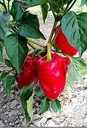 De Zaderij Buitenpaprika