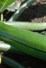 De Zaderij Courgette Mutabile