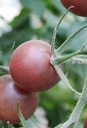 De Zaderij Tomaat Black Cherry